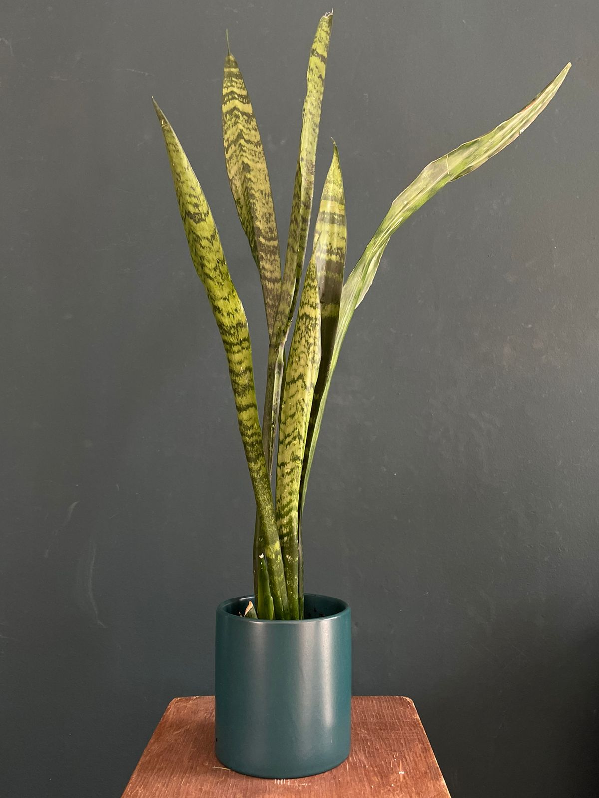 sansevieria en maceta Sansevieria en Maceta 70cm – Flores Las Varas