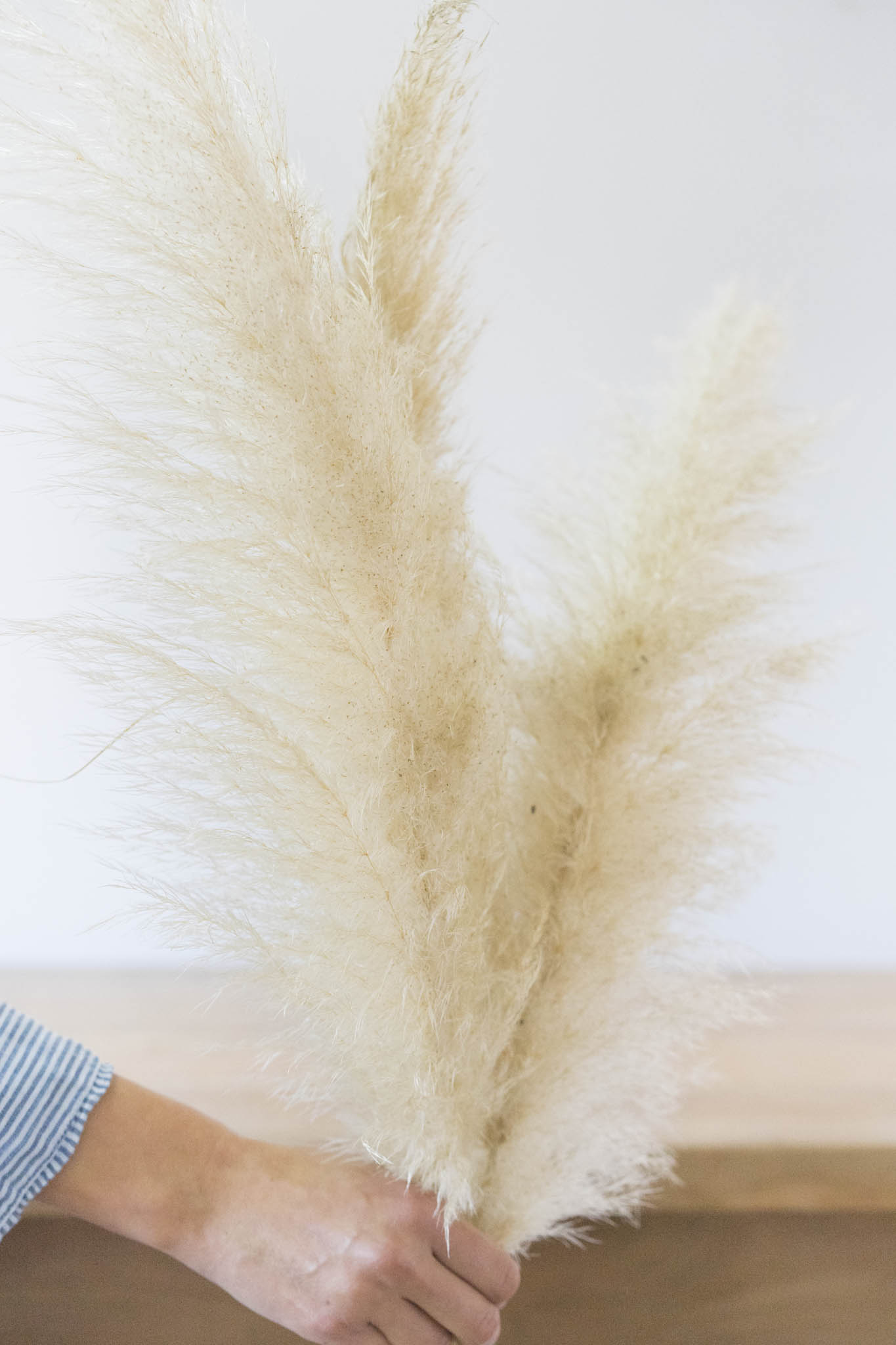 COLAS DE ZORRO (unidad)