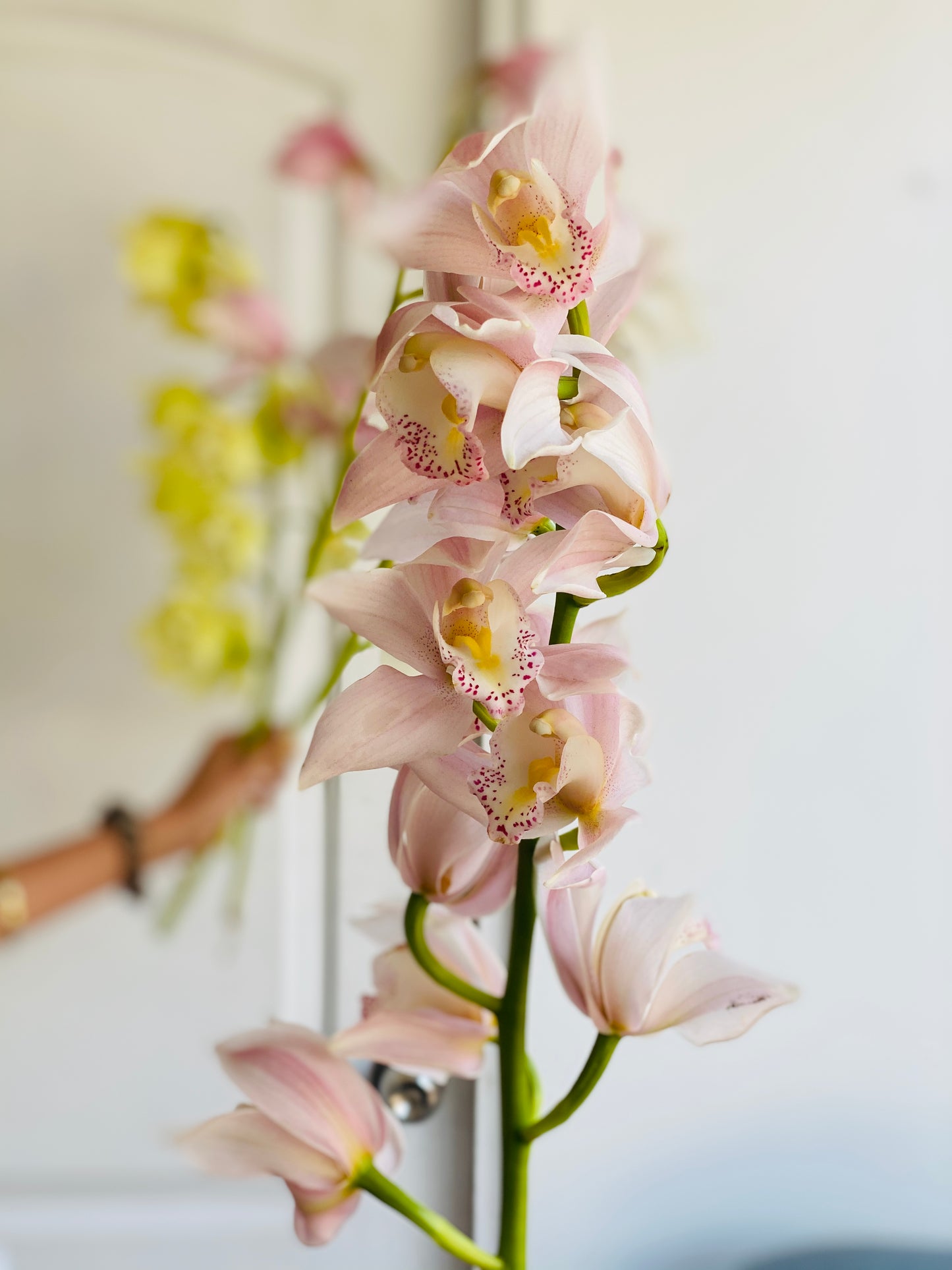 ORQUÍDEA CYMBIDIUM