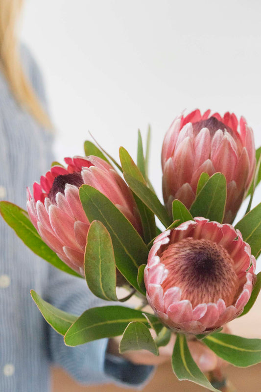 Protea (Unidad)