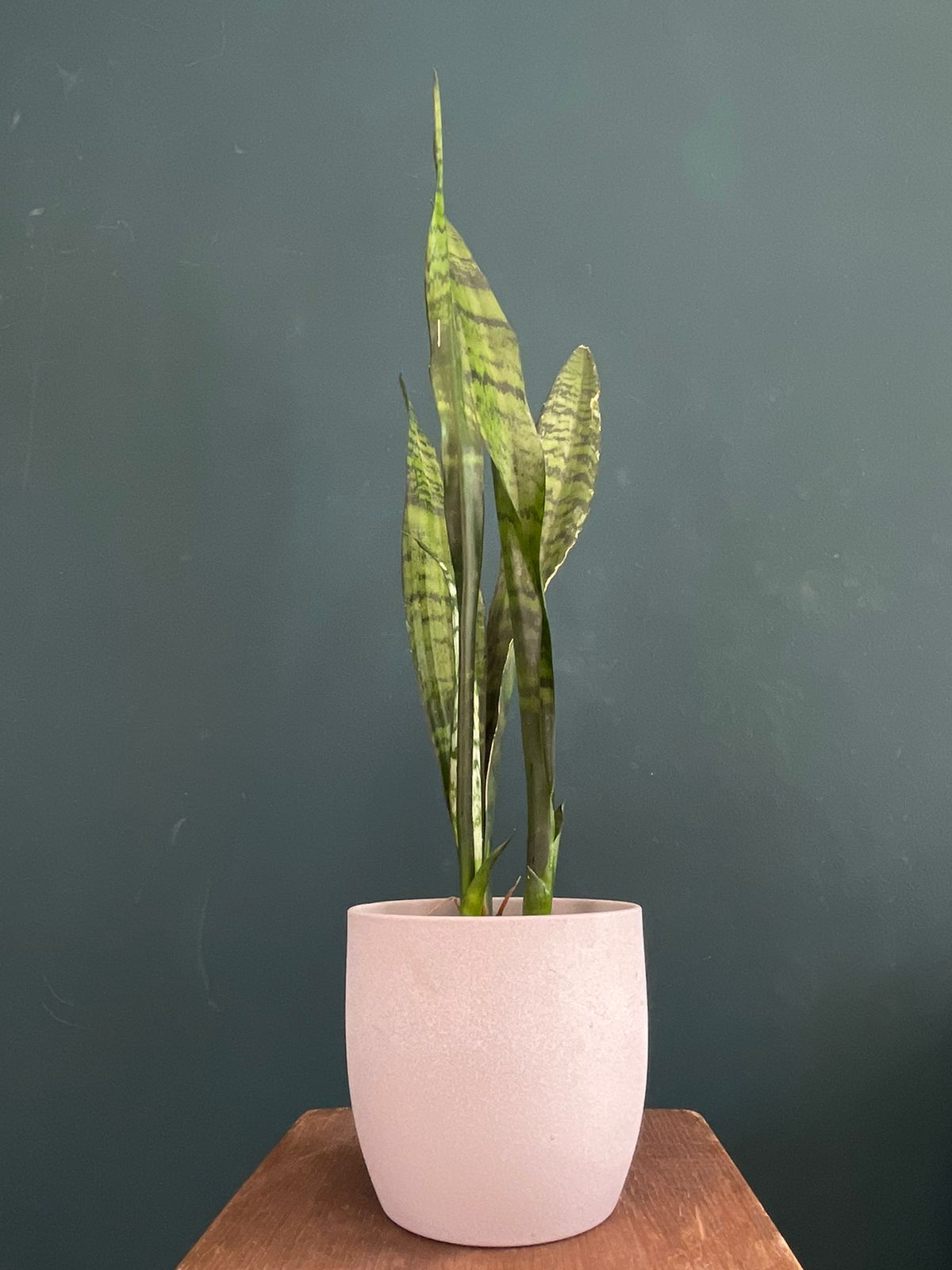 Plantas