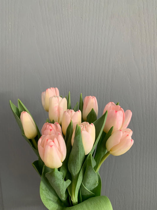 TULIPANES (10 unidades)