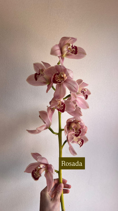 Orquídea Cymbidium (Unidad)