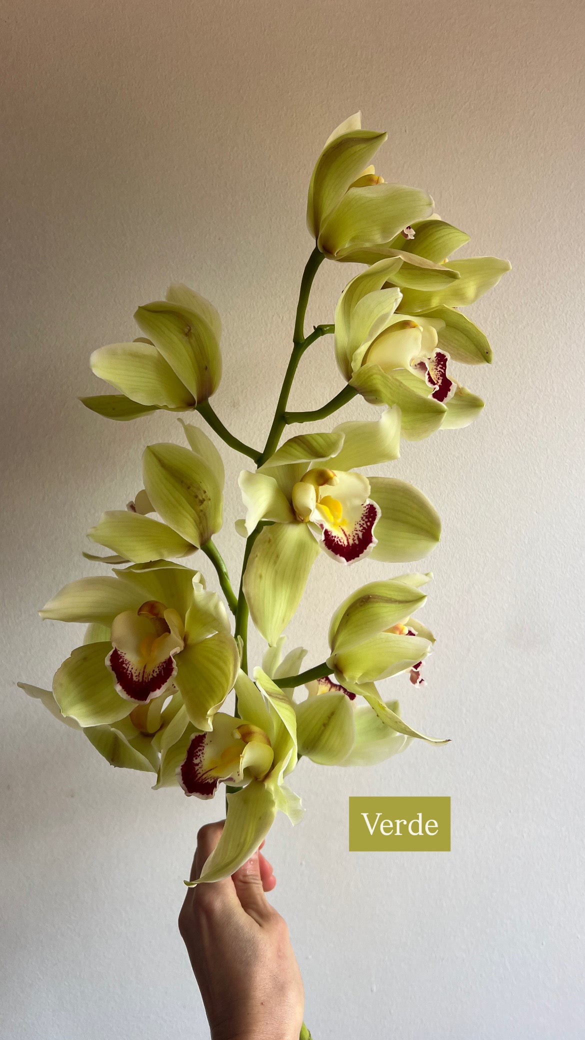 Orquídea Cymbidium (Unidad)