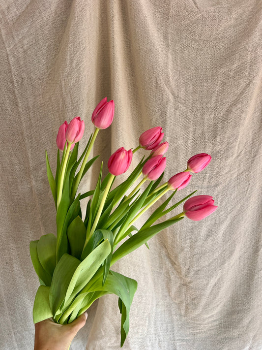 TULIPANES (10 unidades)