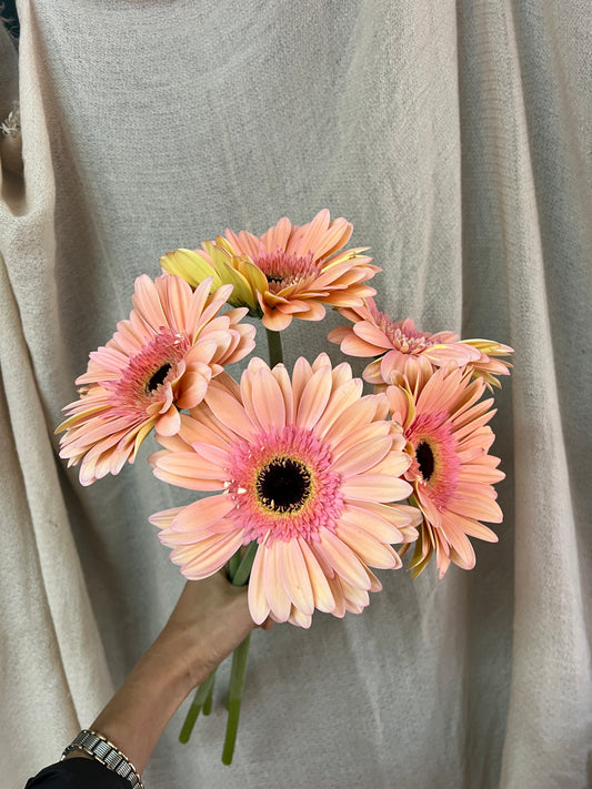 GERBERA PASTEL