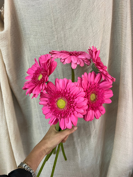 GERBERA FUCSIA