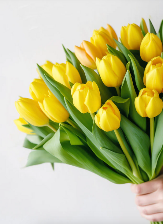 Tulipanes (10 Unidades)