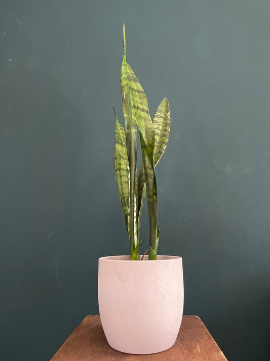 Sansevieria en Maceta 60cm - Flores Las Varas