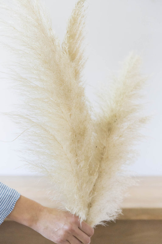 Colas de Zorro (Unidad) - Flores Las Varas