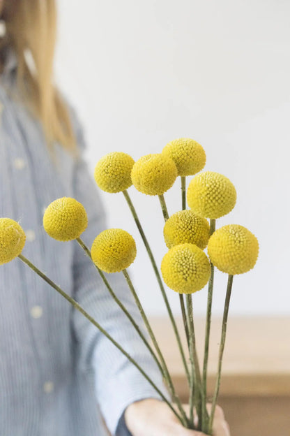 Craspedias (10 Unidades) - Flores Las Varas